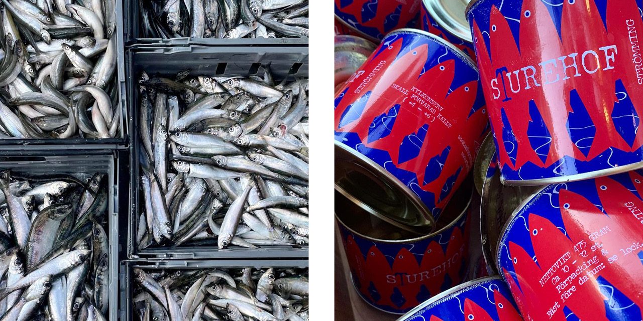 surströmming